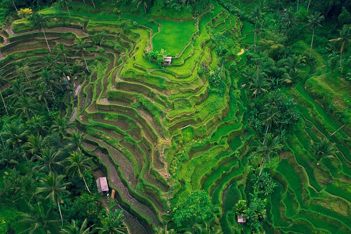 All-Inclusive Ubud Customized Private Tour