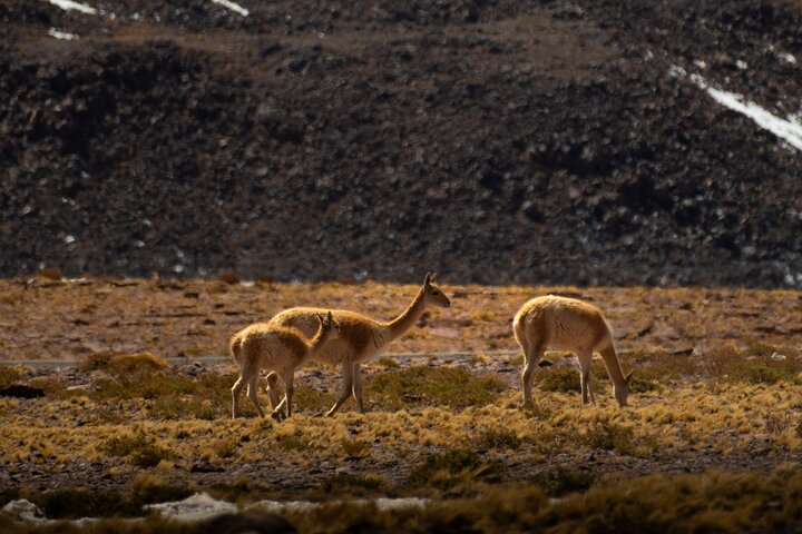 Full Day Tour to Piedras Rojas, Altiplanic Lagoons and Chaxa
