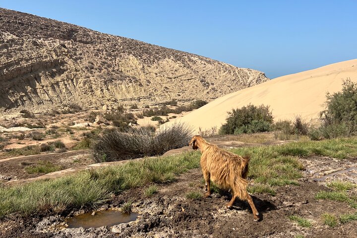Essaouira Waterfall Hike & Coastal Walk with Tagine, Fishing