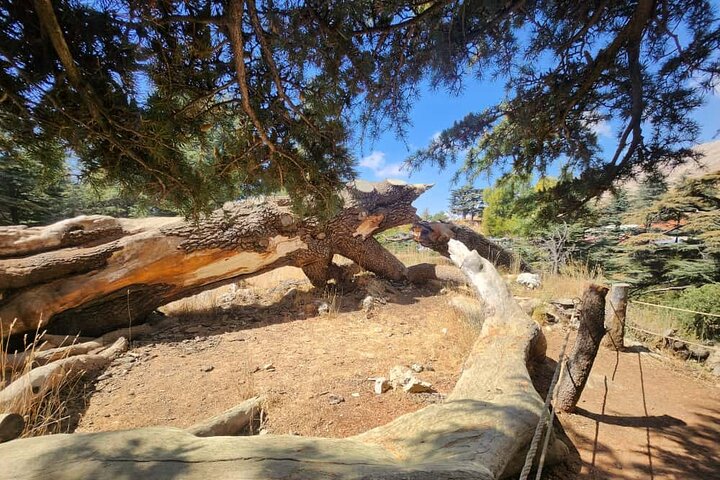 Bcharre - Qadisha Valley & Cedars Forest From Beirut