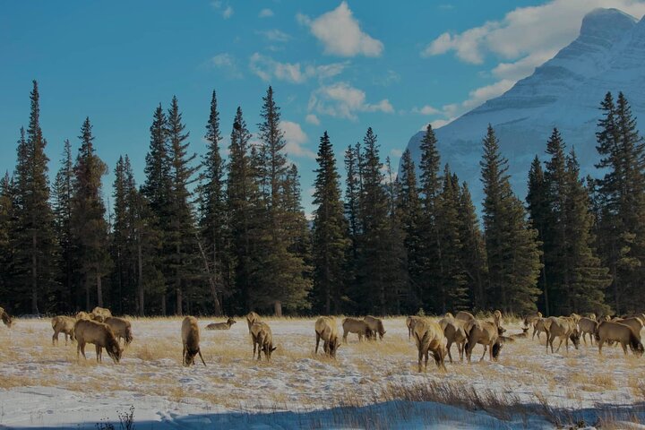 Explore Moraine Lake & Lake Louise Roundtrip Shared Tour