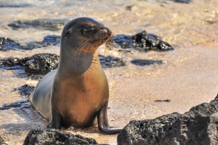 7 Days Tour Galapagos Island Hopping with 3 Islands