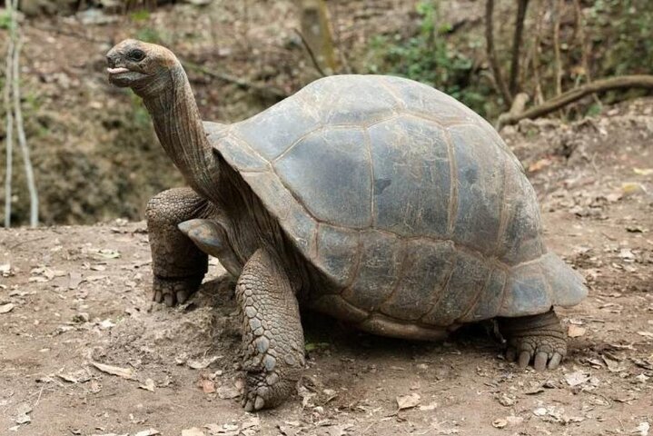 7 Days Tour Galapagos Island Hopping with 3 Islands