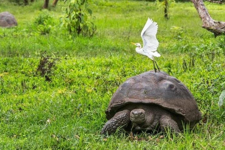 7 Days Tour Galapagos Island Hopping with 3 Islands