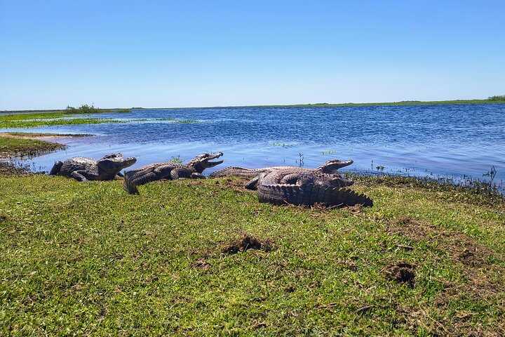 Connect with the nature of Iberá on a private tour
