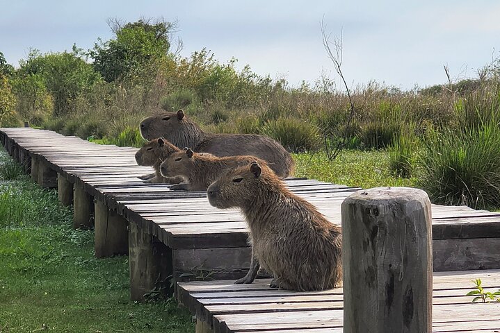 Connect with the nature of Iberá on a private tour