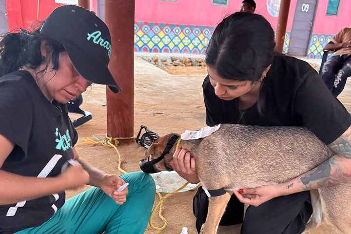 Volunteering with Animals and Communities in Guajira