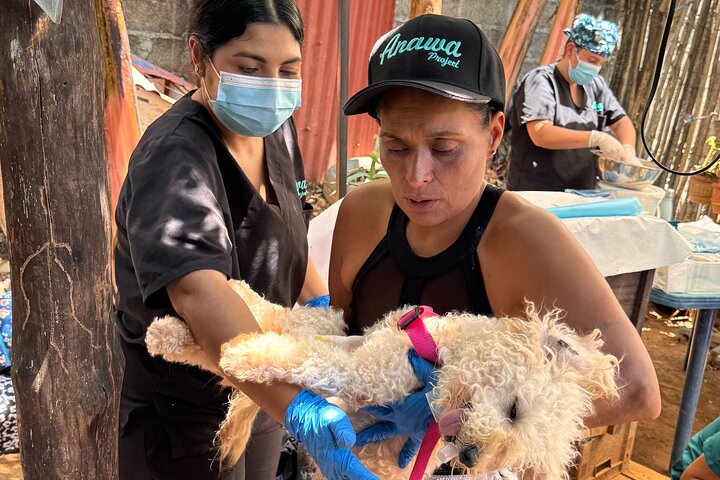 Volunteering with Animals and Communities in Guajira