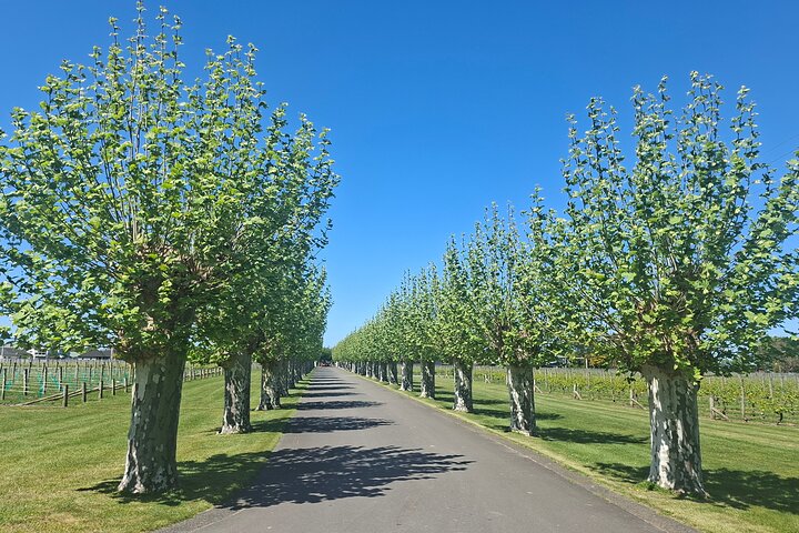 Napier Gourmet Winery Luncheon + tastings at 3 Great Wineries