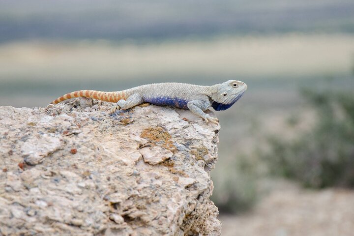 Eco Tour to the Aral Sea
