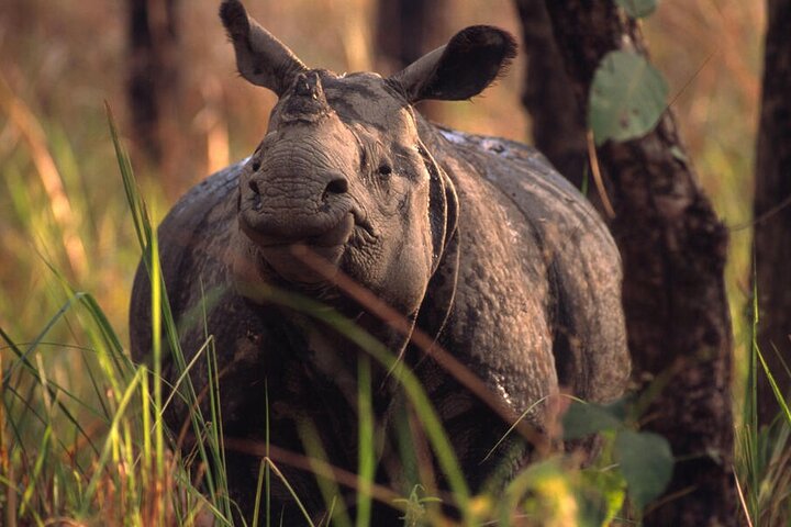 Half Day Sharing Jeep Safari in Chitwan National Park