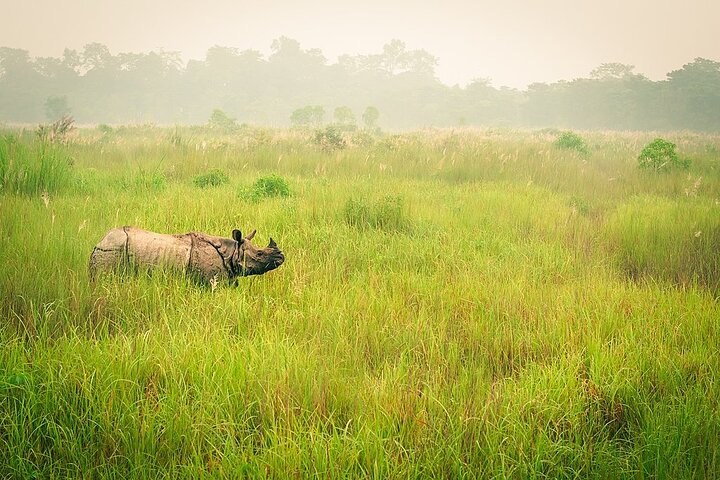 Half Day Sharing Jeep Safari in Chitwan National Park