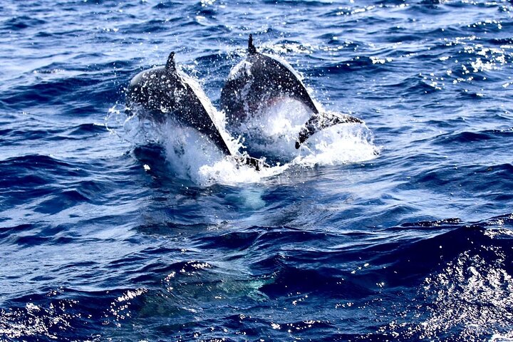 Martinique : Observation des dauphins et snorkeling