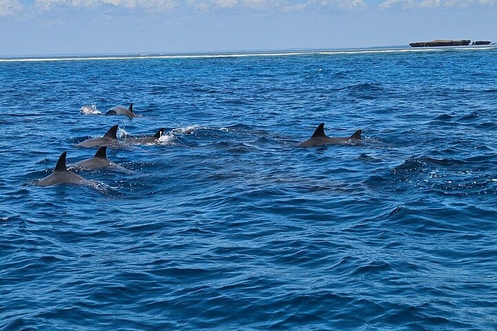 Kisite Mpunguti Marine Park Full Day Excursion