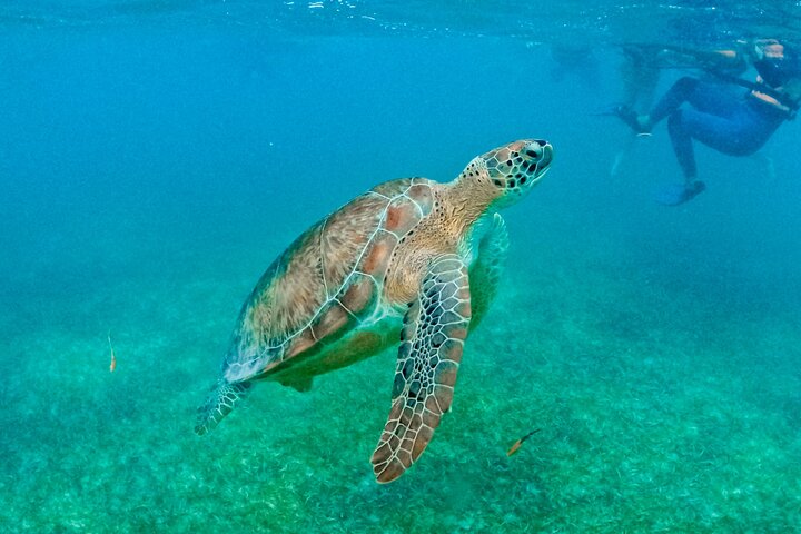 Tulum Ruins, Turtles in Akumal and Cenote tour