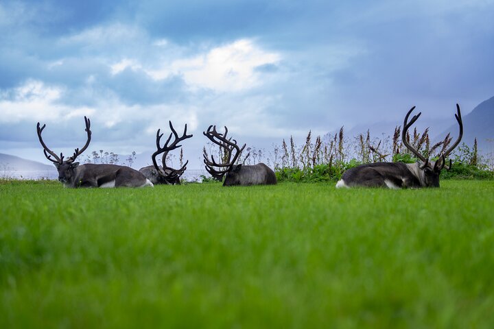 Tromsø: Fjord Adventure Tour with Wildlife and Lunch
