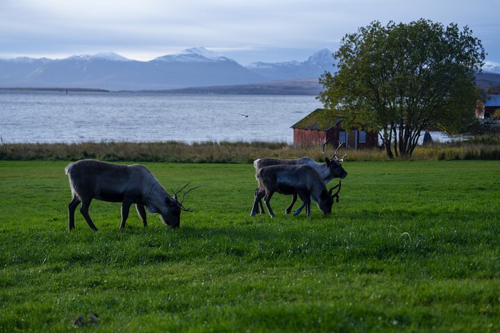 Tromsø: Fjord Adventure Tour with Wildlife and Lunch