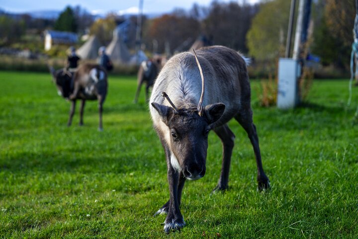 Tromsø: Fjord Adventure Tour with Wildlife and Lunch