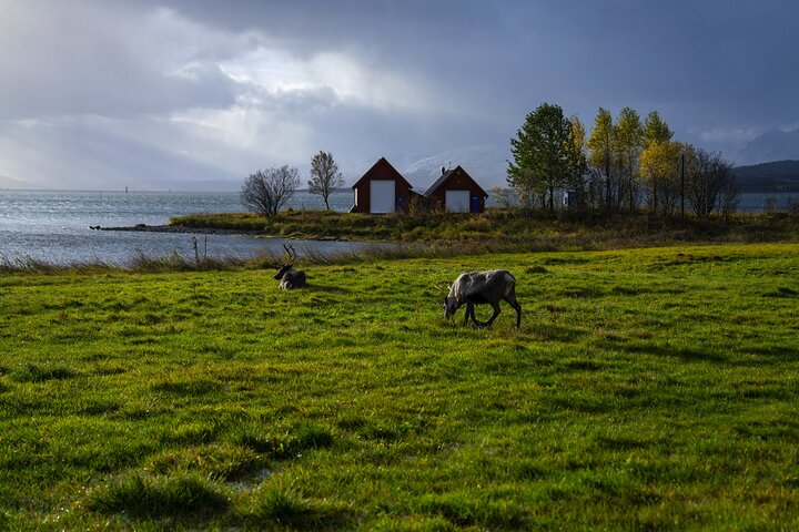 Tromsø: Fjord Adventure Tour with Wildlife and Lunch