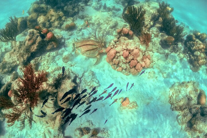 Half-Day Sea Turtle and Cenote Snorkeling Tour from Cancun & Riviera Maya