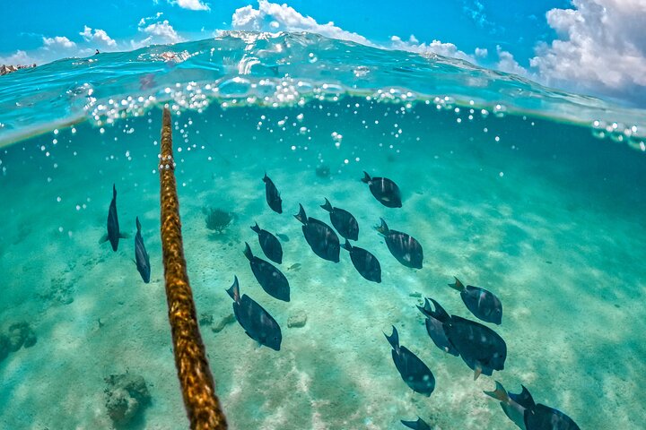 Half-Day Sea Turtle and Cenote Snorkeling Tour from Cancun & Riviera Maya
