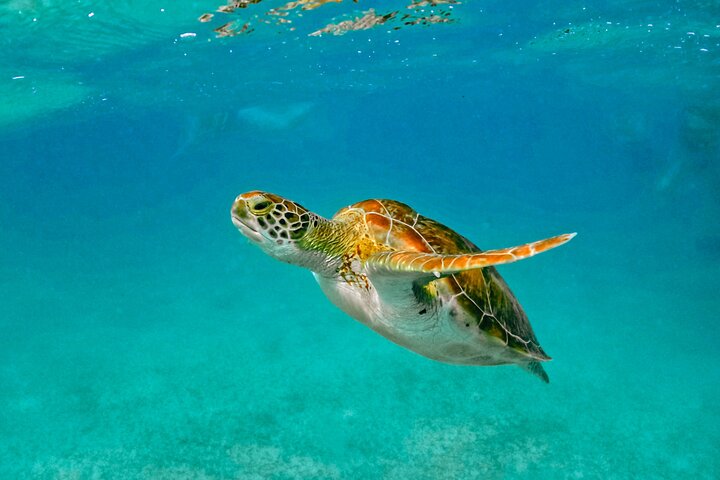 Half-Day Sea Turtle and Cenote Snorkeling Tour from Cancun & Riviera Maya