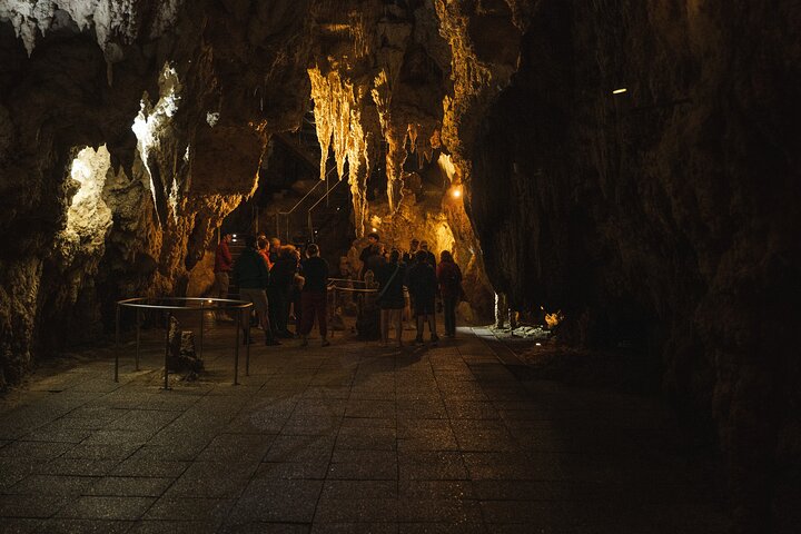 Auckland to Waitomo Glowworms, Kiwi House & Blue Springs Day Tour