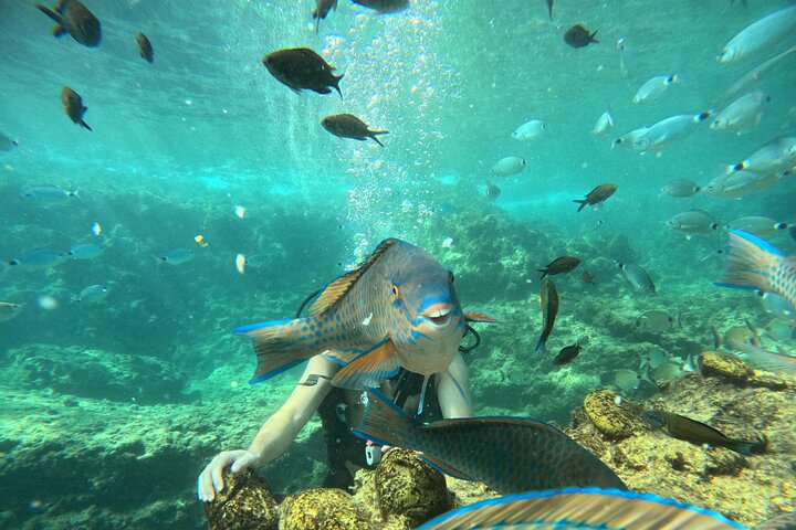 Side Scuba Diving for Beginners with Lunch and Transfers