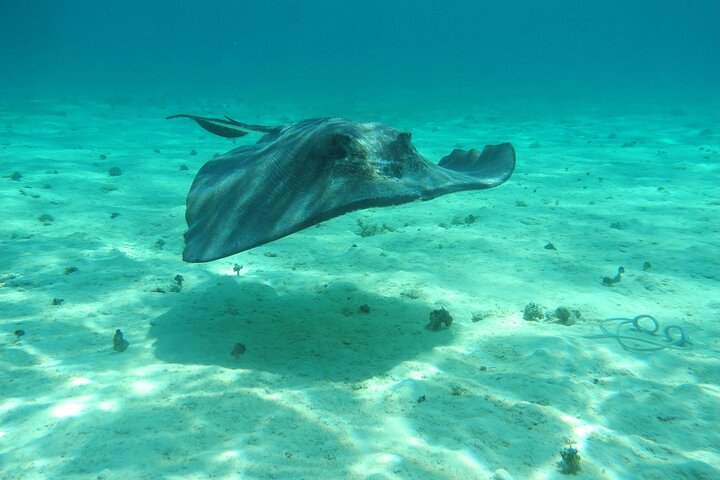 4 Stops Tour: Stingray, Snorkeling, Starfish & 7 Mile Beach