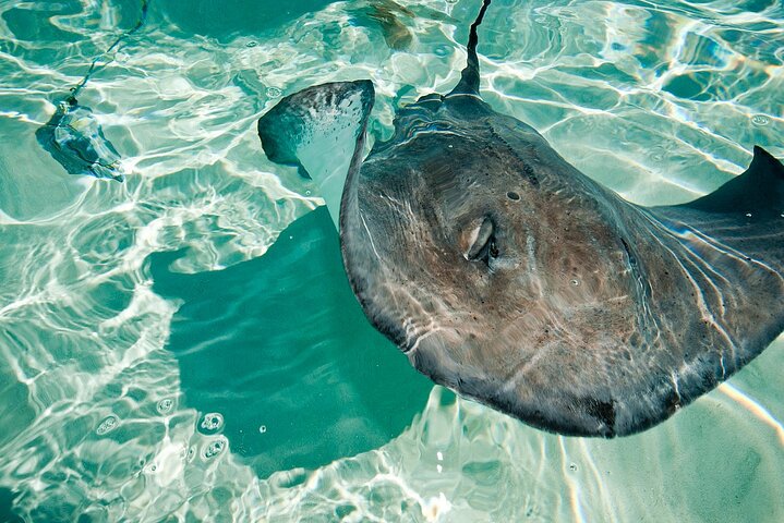 4 Stops Tour: Stingray, Snorkeling, Starfish & 7 Mile Beach