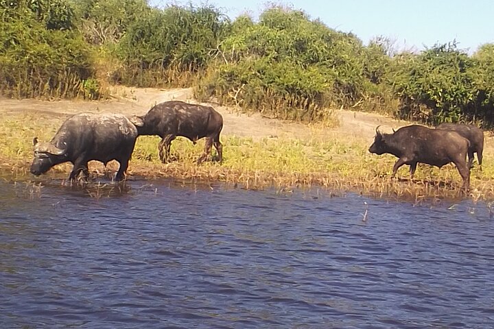 Chobe Day Trip Safari from Livingstone