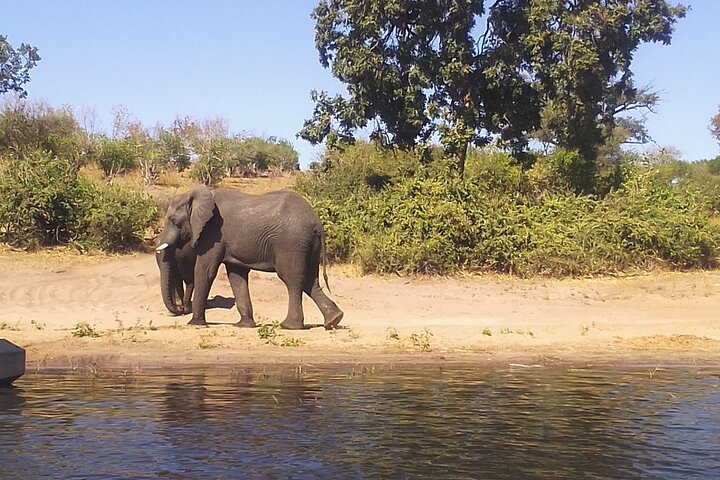 Chobe Day Trip Safari from Livingstone