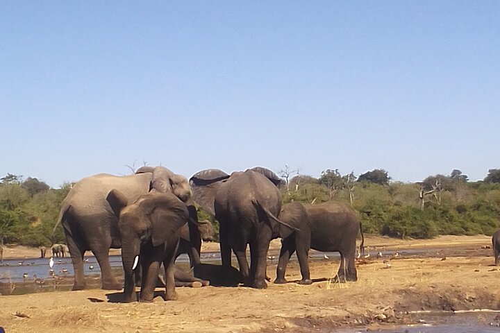 Chobe Day Trip Safari from Livingstone