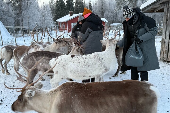 Reindeer Husbandry with Snowmobile Sleigh Ride and Cabin Lunch