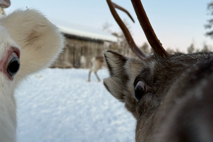 Reindeer Husbandry with Snowmobile Sleigh Ride and Cabin Lunch