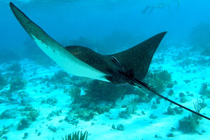 4 Stops Tour: Stingray, Snorkeling, Starfish & 7 Mile Beach