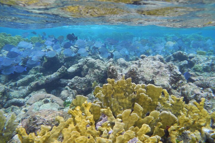 4 Stops Tour: Stingray, Snorkeling, Starfish & 7 Mile Beach