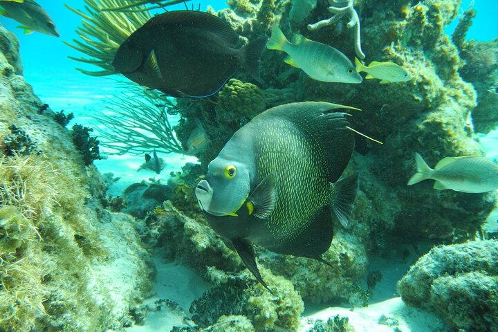 4 Stops Tour: Stingray, Snorkeling, Starfish & 7 Mile Beach