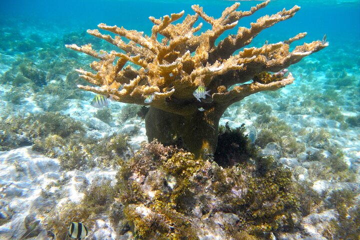 4 Stops Tour: Stingray, Snorkeling, Starfish & 7 Mile Beach