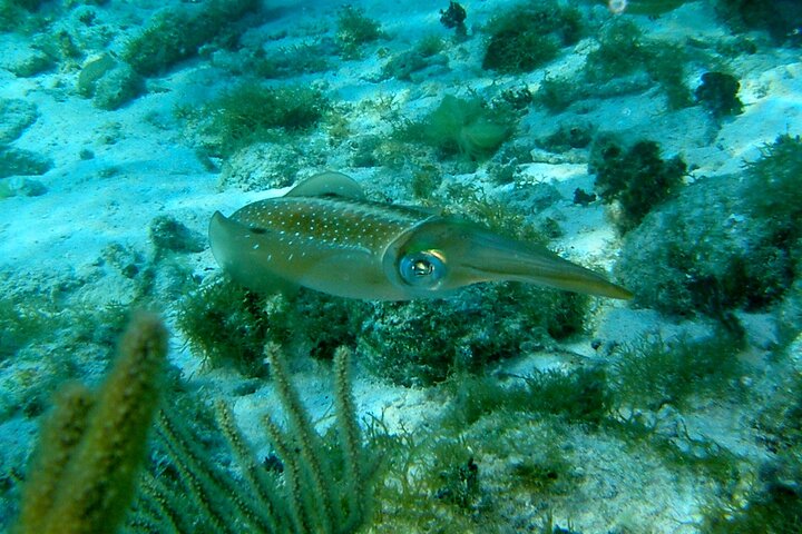 4 Stops Tour: Stingray, Snorkeling, Starfish & 7 Mile Beach