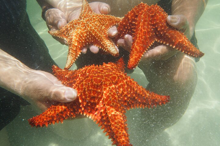 4 Stops Tour: Stingray, Snorkeling, Starfish & 7 Mile Beach