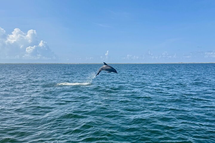 Pensacola Beach Dolphin and Scenic Tour