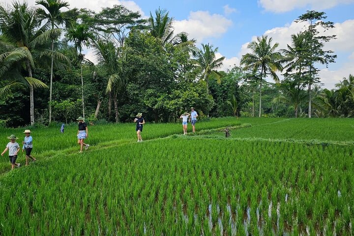Lombok Private Trip: 4 Waterfalls, Rice Fields & Jungle Trek