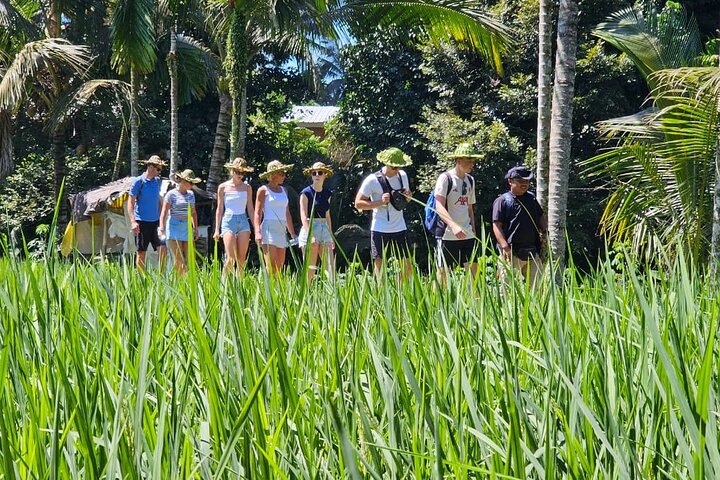 Lombok Private Trip: 4 Waterfalls, Rice Fields & Jungle Trek