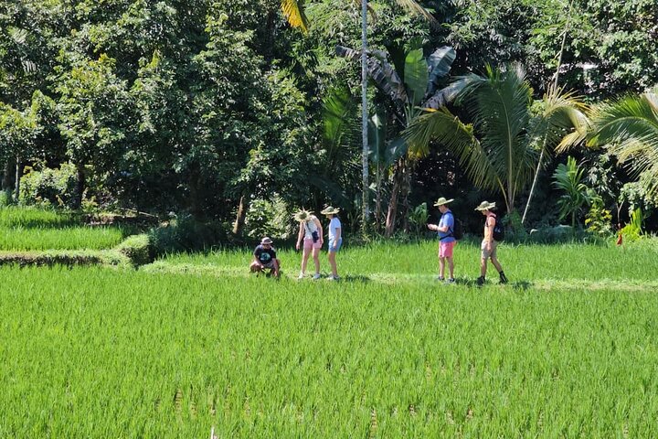 Lombok Private Trip: 4 Waterfalls, Rice Fields & Jungle Trek