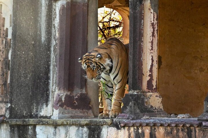 Ranthambore Safari Booking