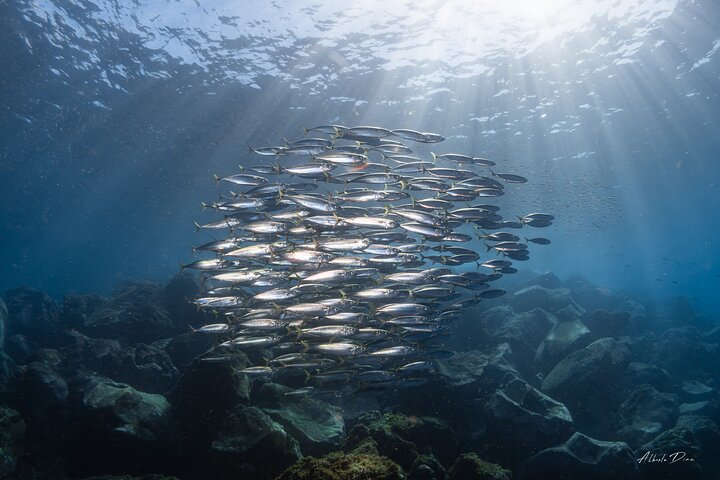 Submarine Safaris Lanzarote