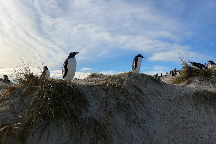Gentoo Penguin Colony Falklands Tour with Transportation