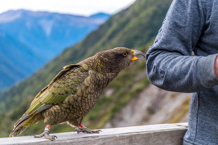 Christchurch to Arthur's Pass Tours + TranzAlpine Train & Lunch