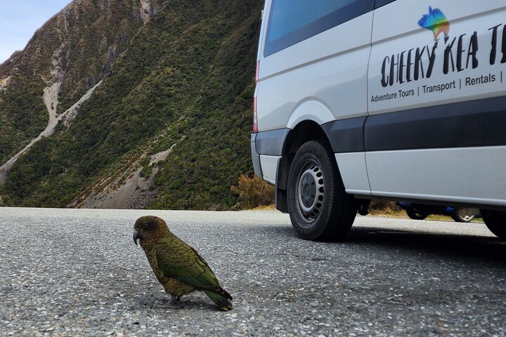 Christchurch to Arthur's Pass Tours + TranzAlpine Train & Lunch